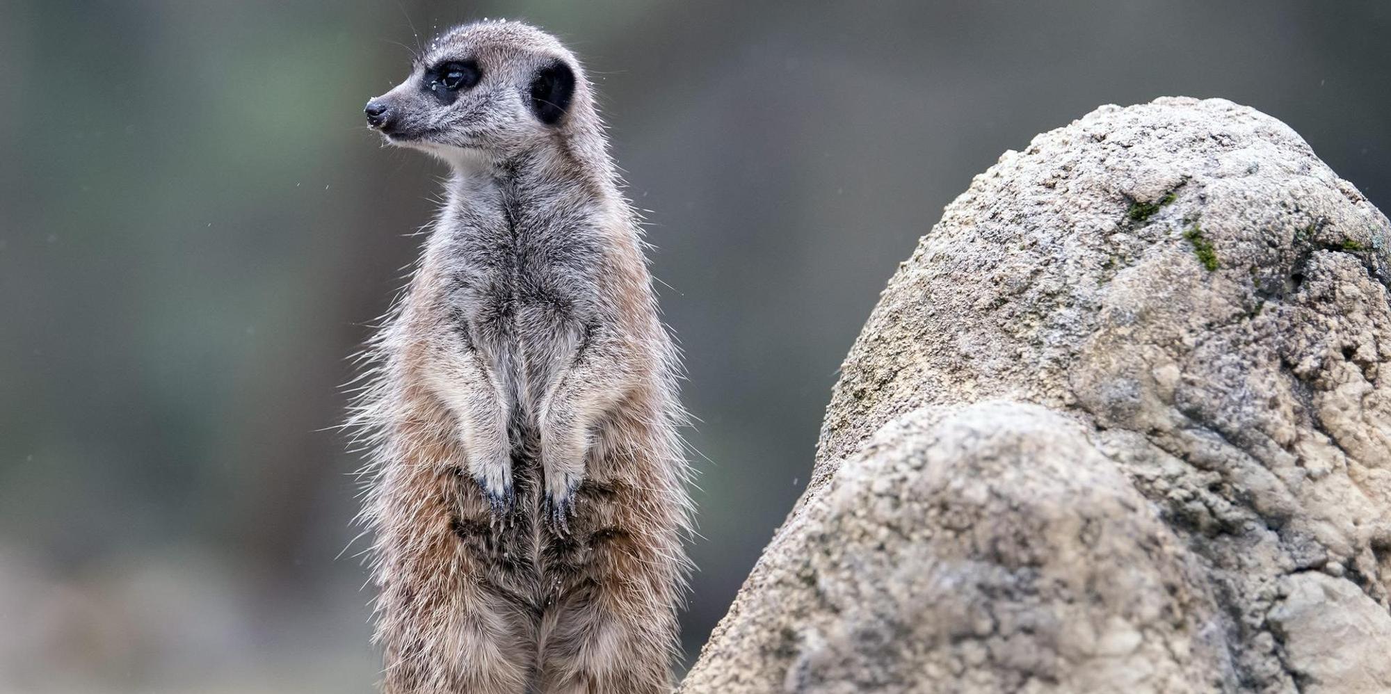 Erdmännchen