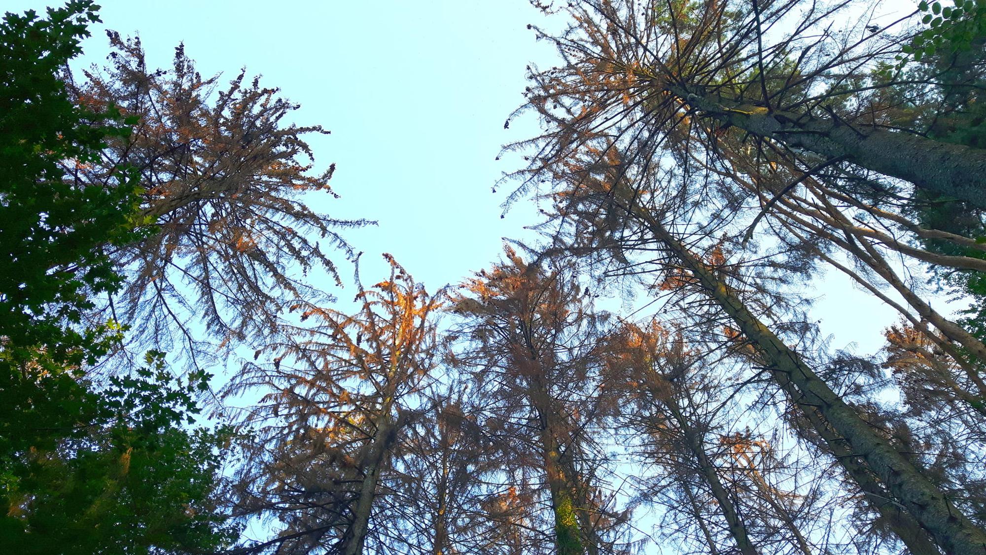le-wald-duerre_(2)