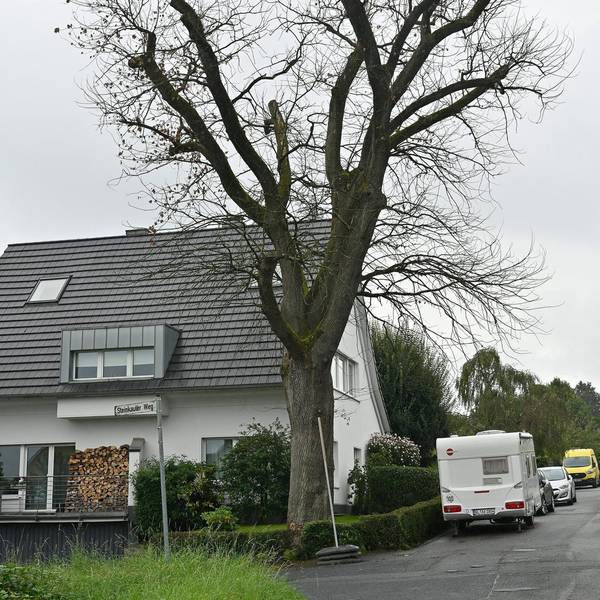 Baumfällung Rösrath Hasbacher Straße