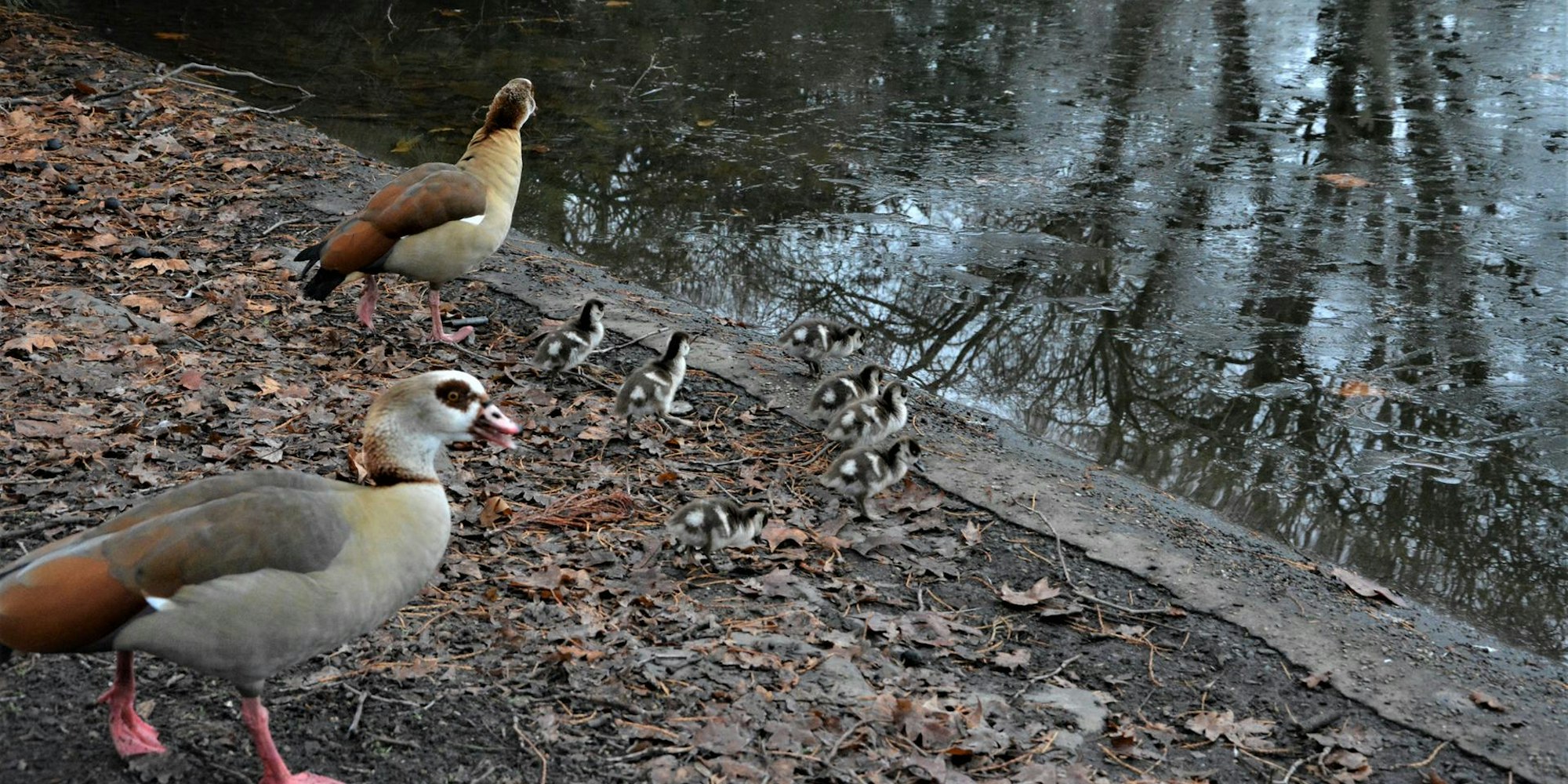 Nilgänse (1)