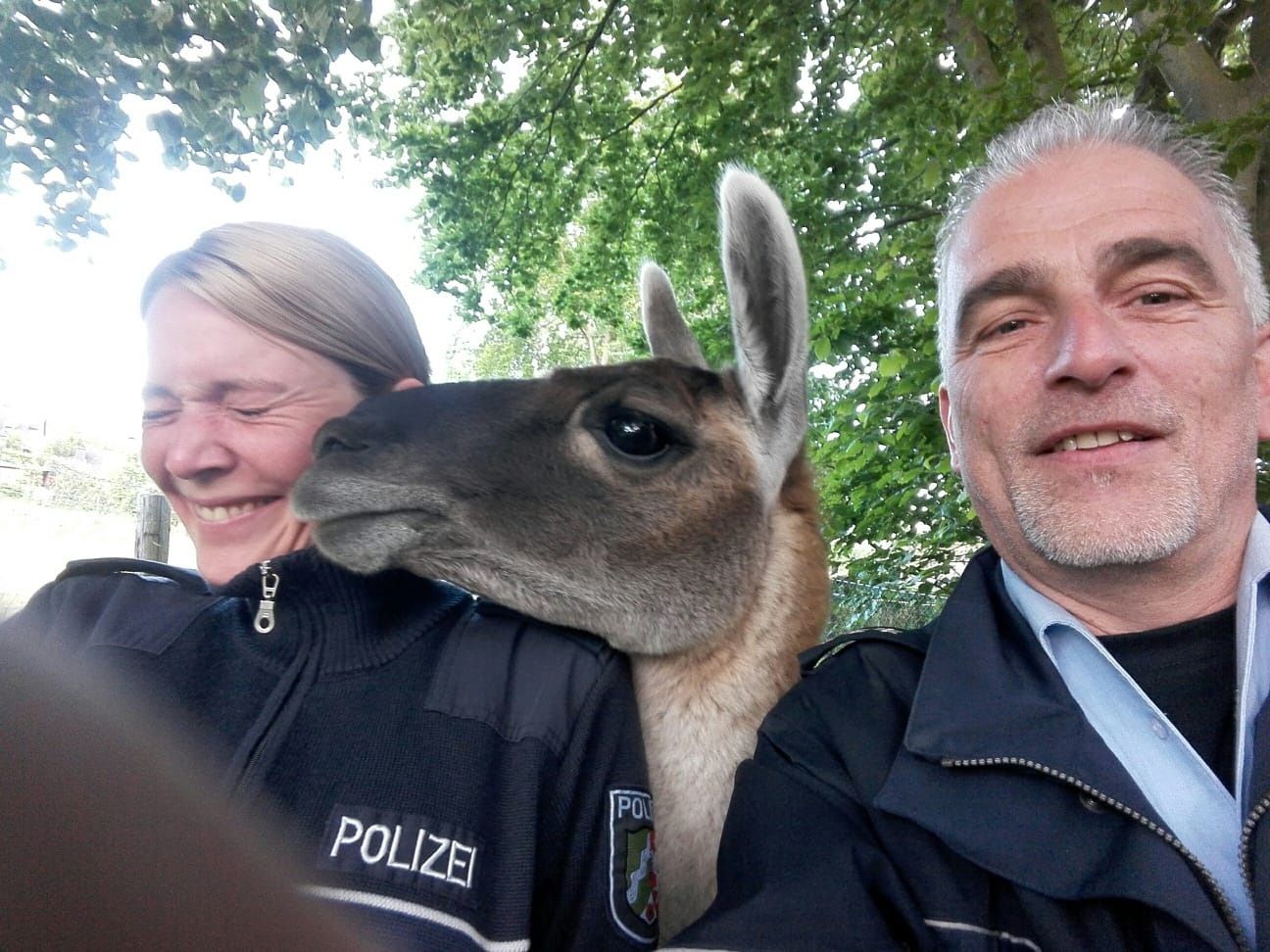 Lama Krefeld