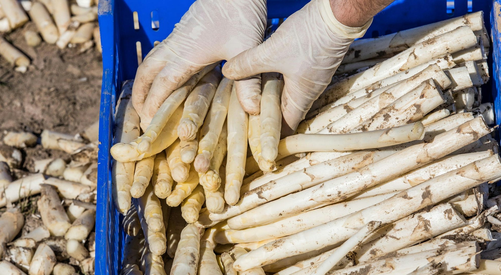 Spargel Bornheim Archivbild mbo