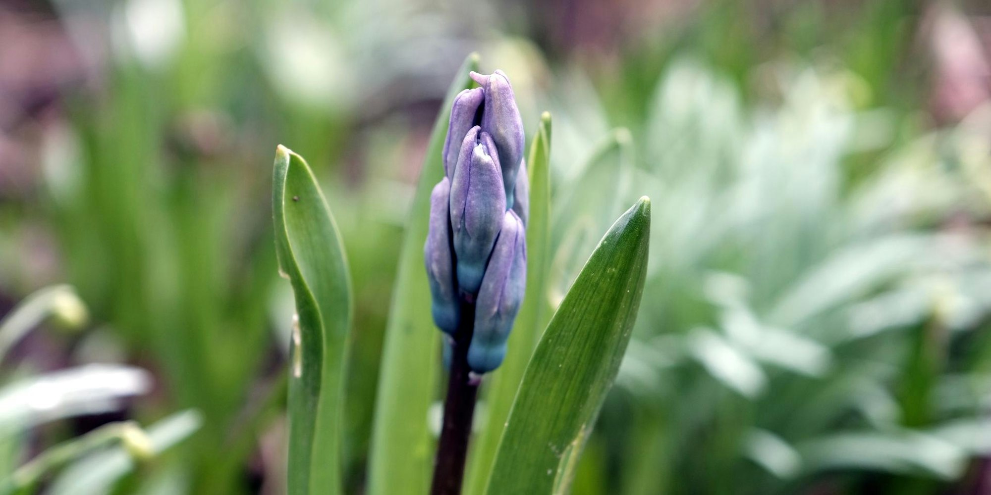 HYzinthe März 20200305max-garten03