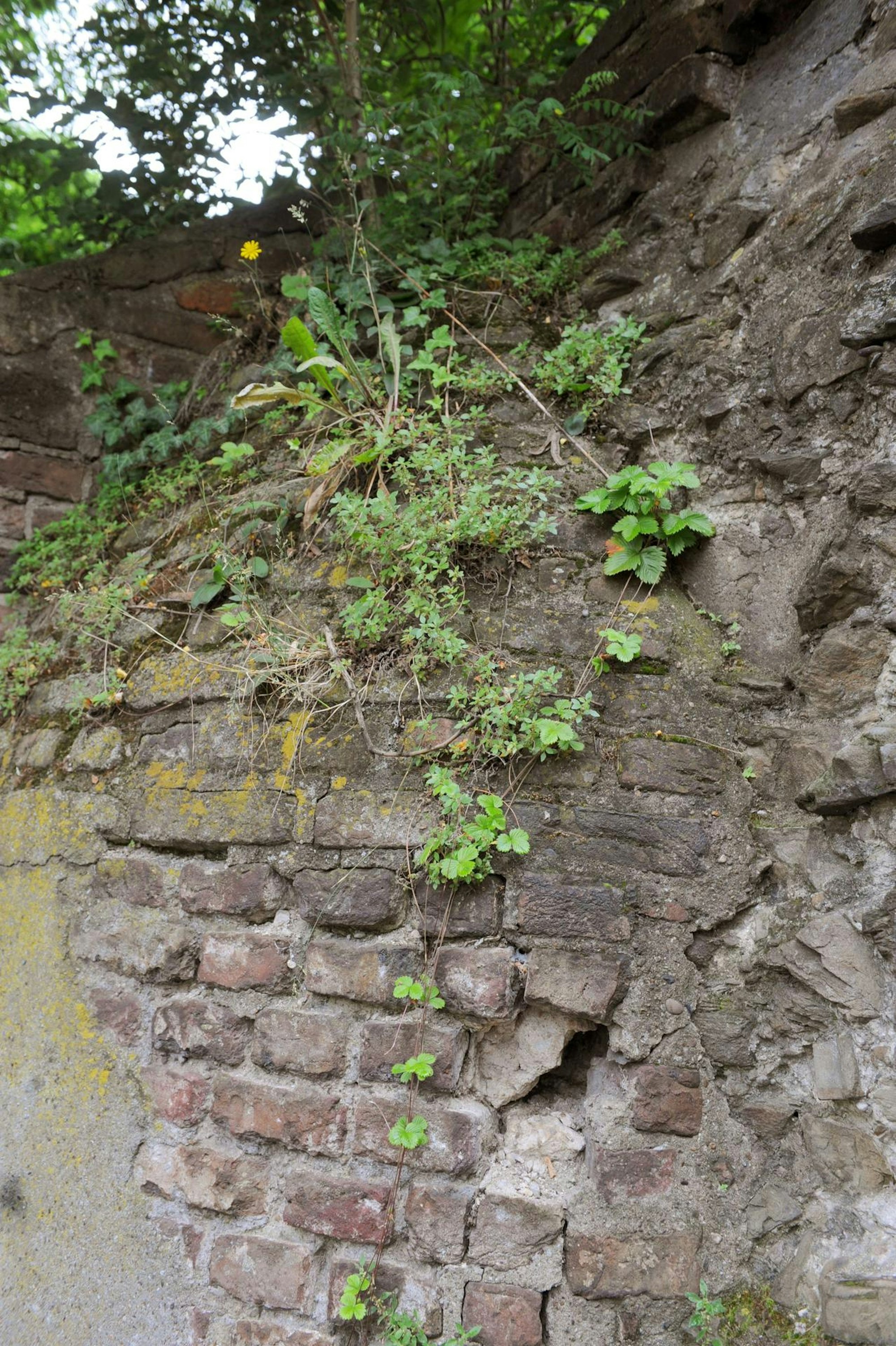 Punkt_Römermauer vorher neu