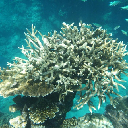 Korallenbleiche