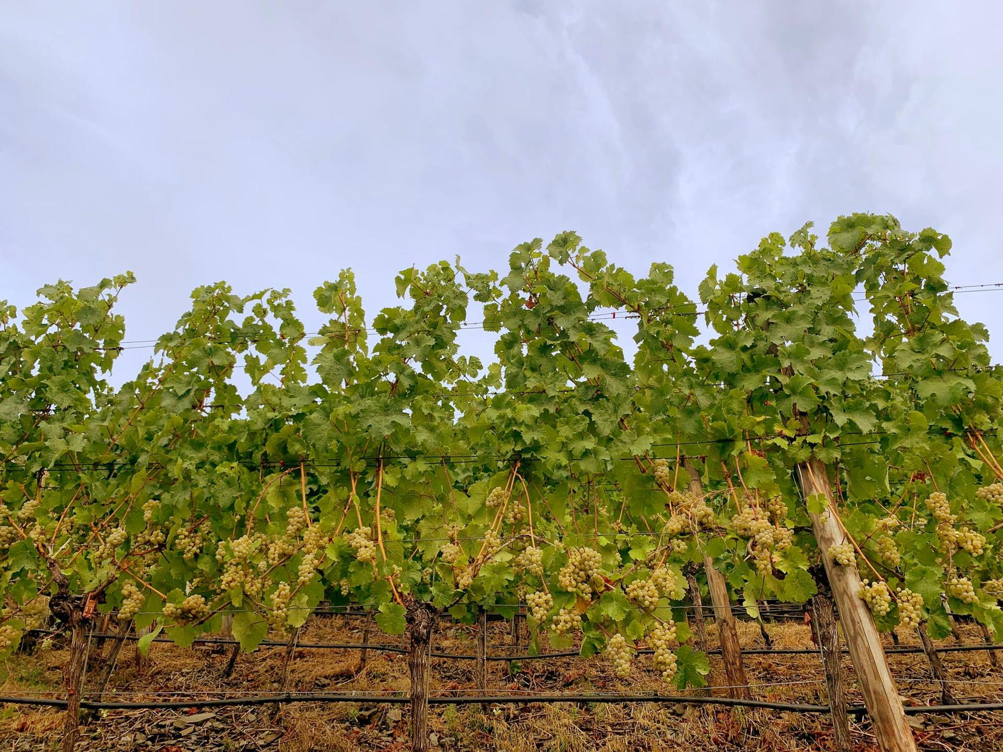 2022-09-15-WOR-ahr-Weinlese-sermann-015