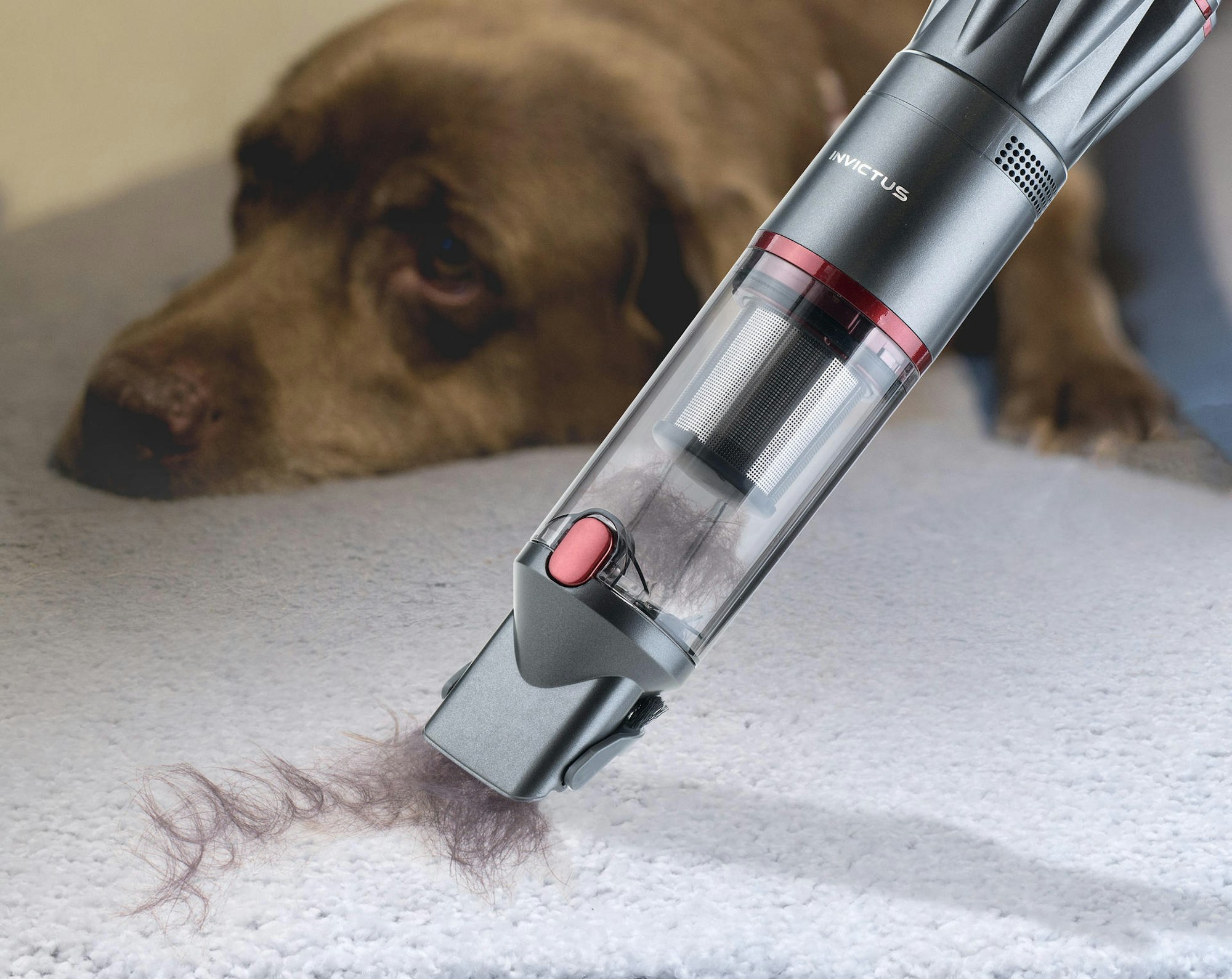 INV_one_weiss_grau_Hundehaare