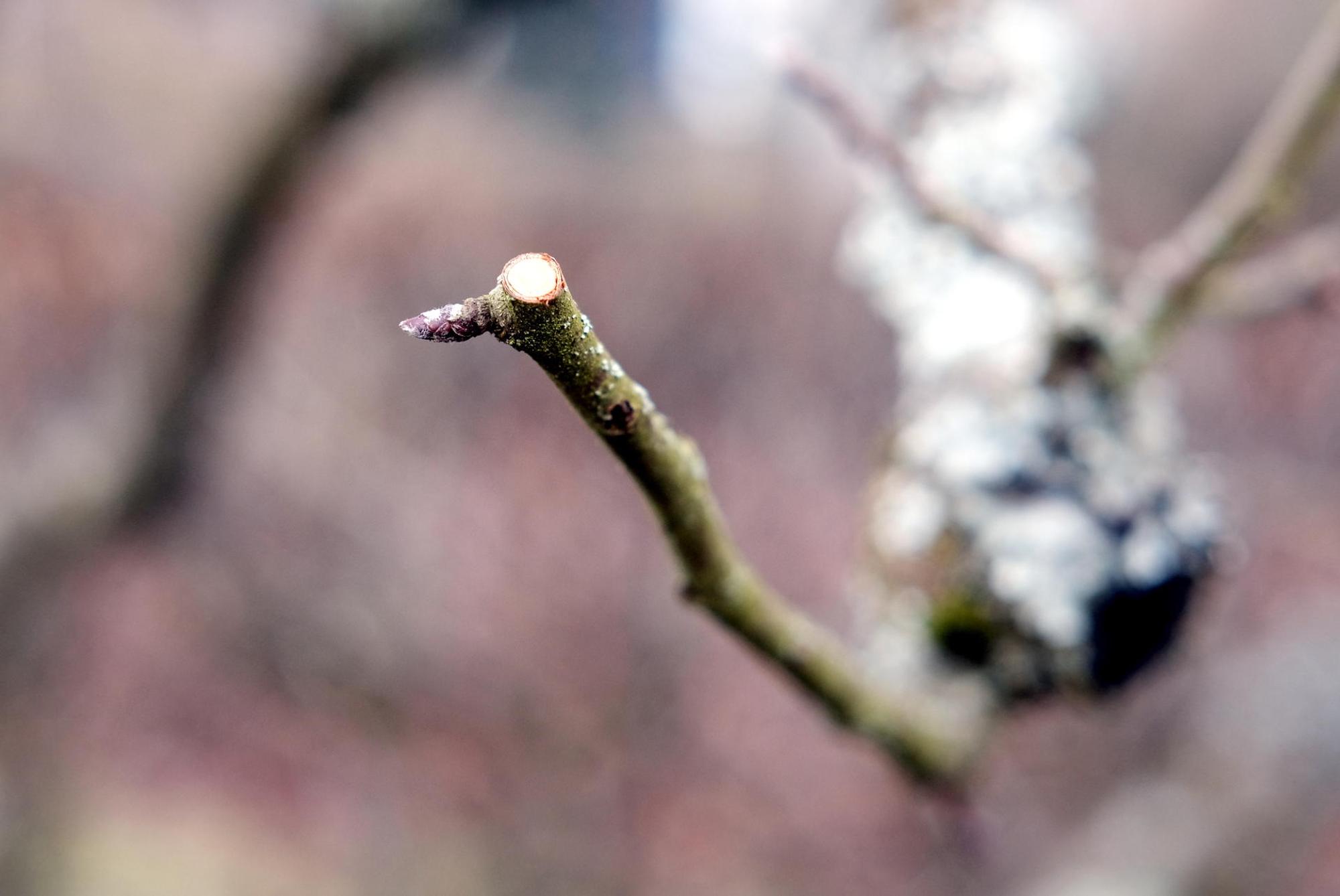 gartenkalender feb 2019