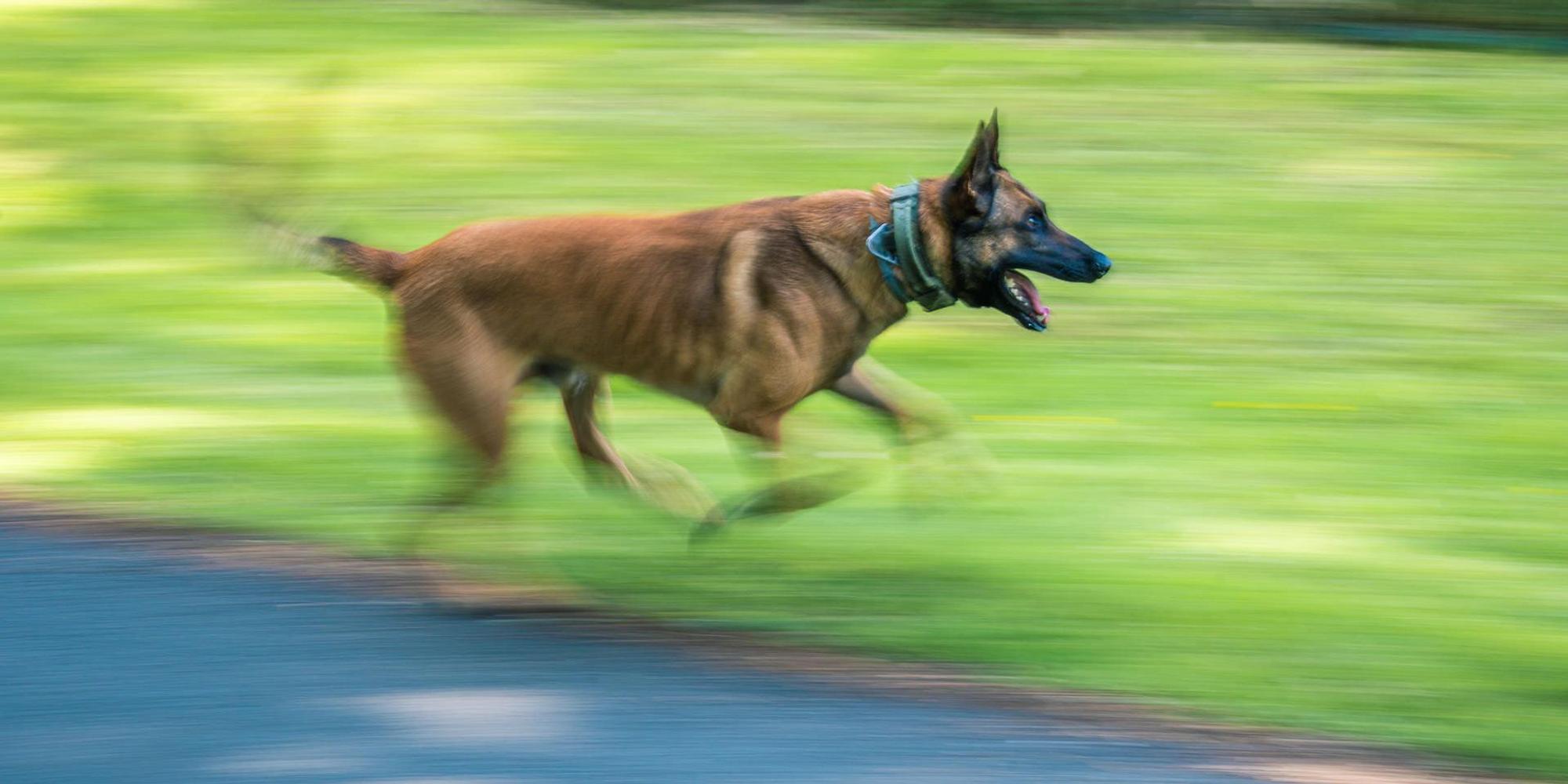 Polizeihund