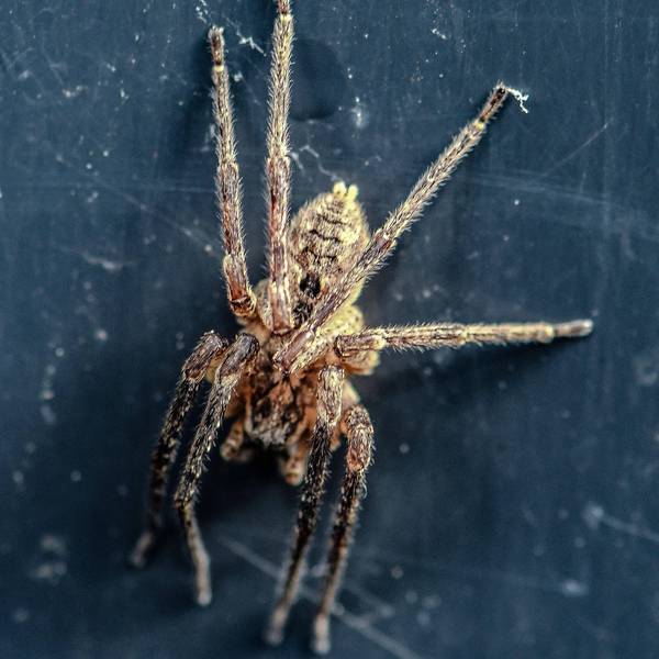 Nosferatuspinne Imago