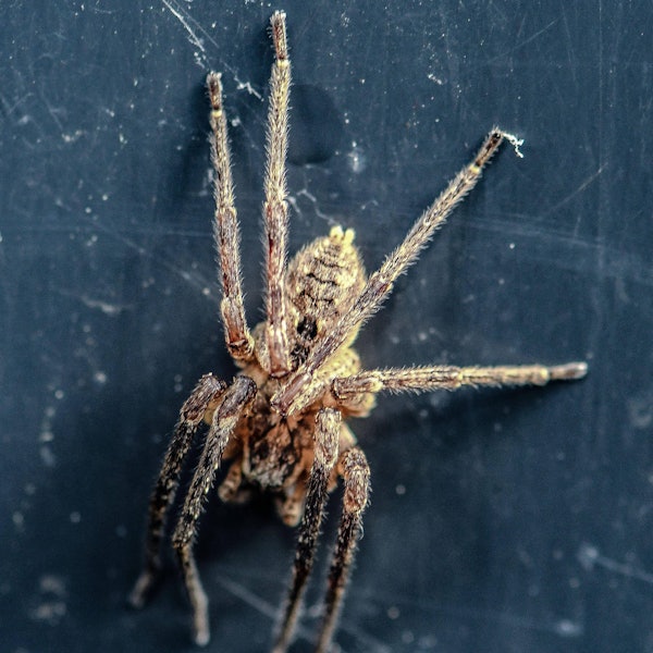 Nosferatuspinne Imago