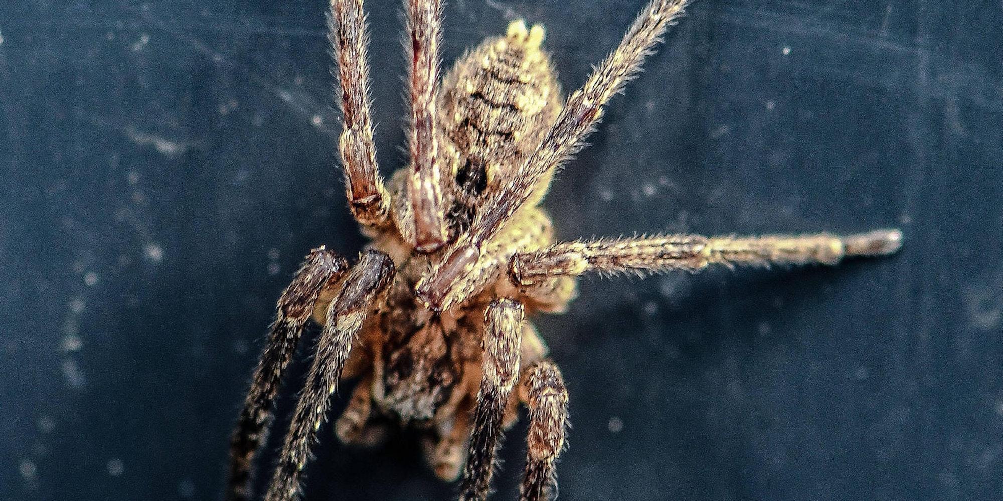 Nosferatuspinne Imago