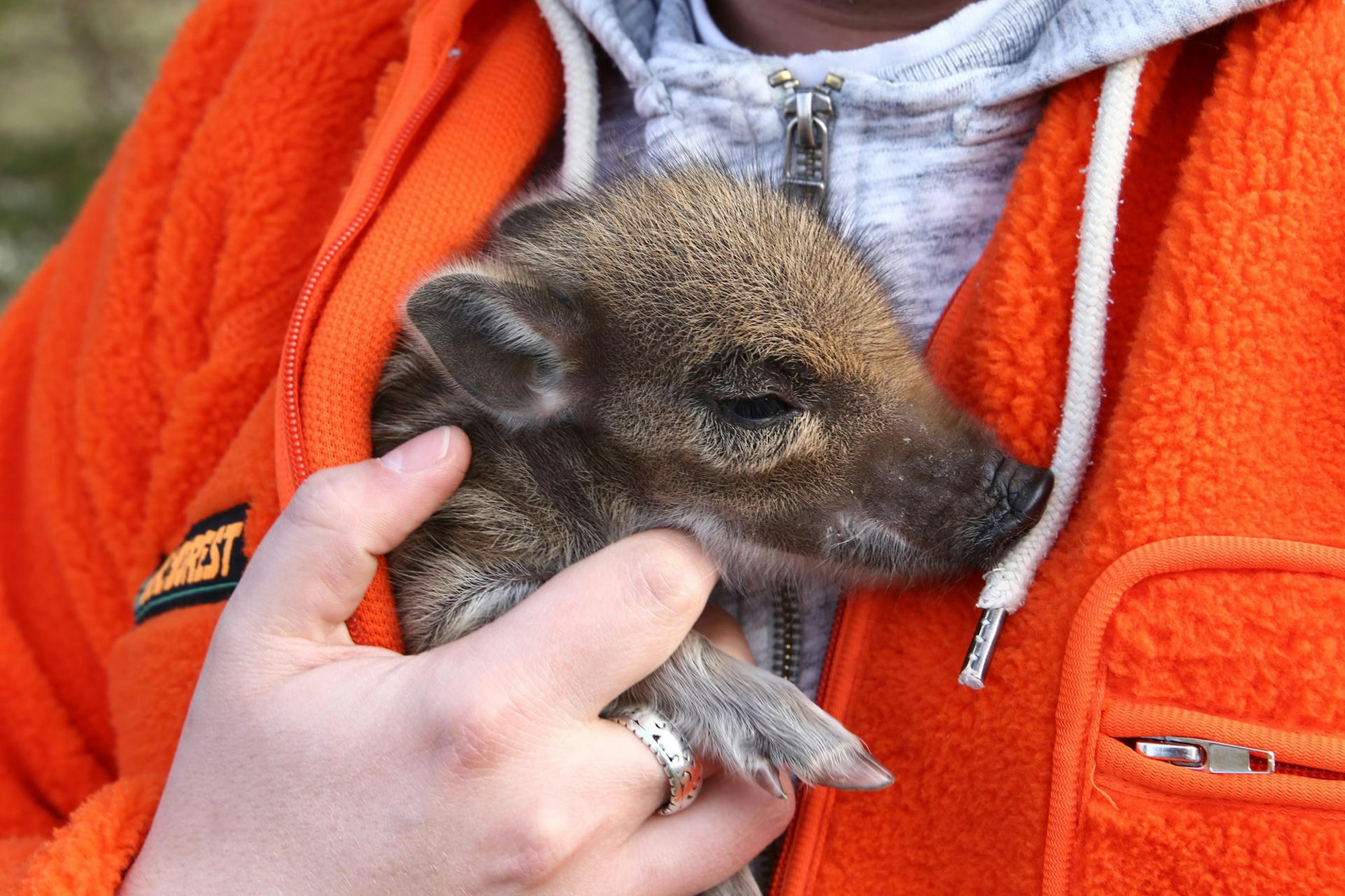 He_Wunsch_Frischling_8