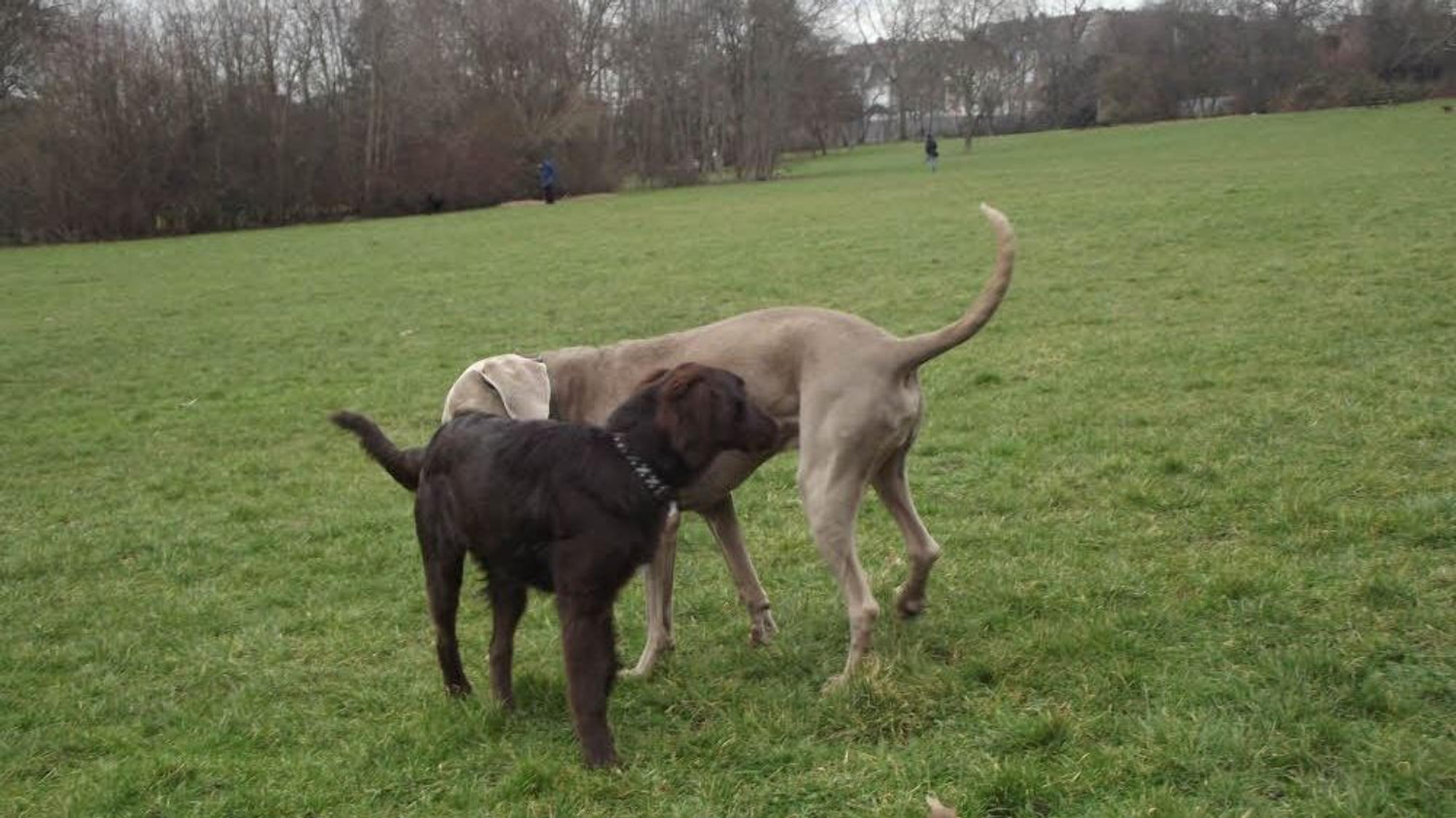 Zwei mittelgroße Hunde beschnüffeln sich.