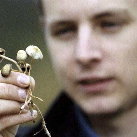 Rausch_aus_dem_Gewue_17992295