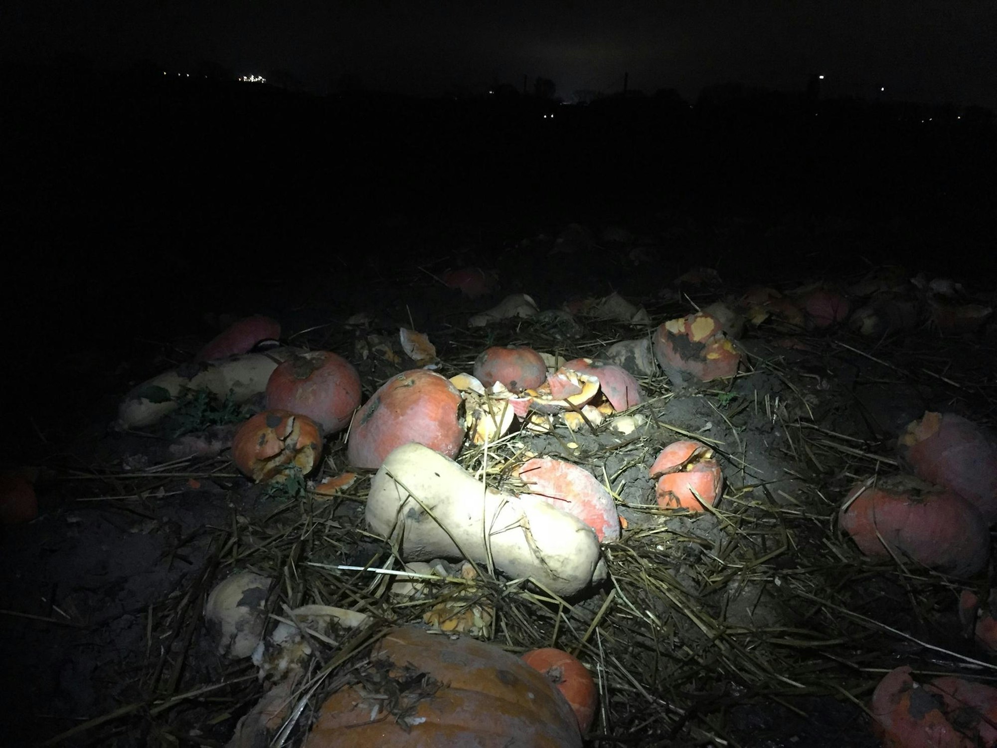 Kürbisse Hof Fuchs 1