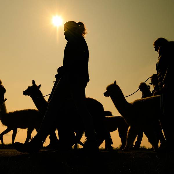 wanderung mit lamas und alpakas