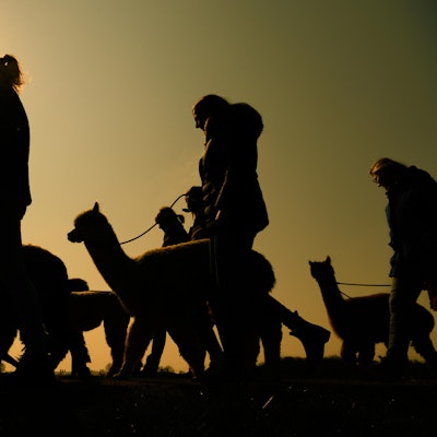 wanderung mit lamas und alpakas