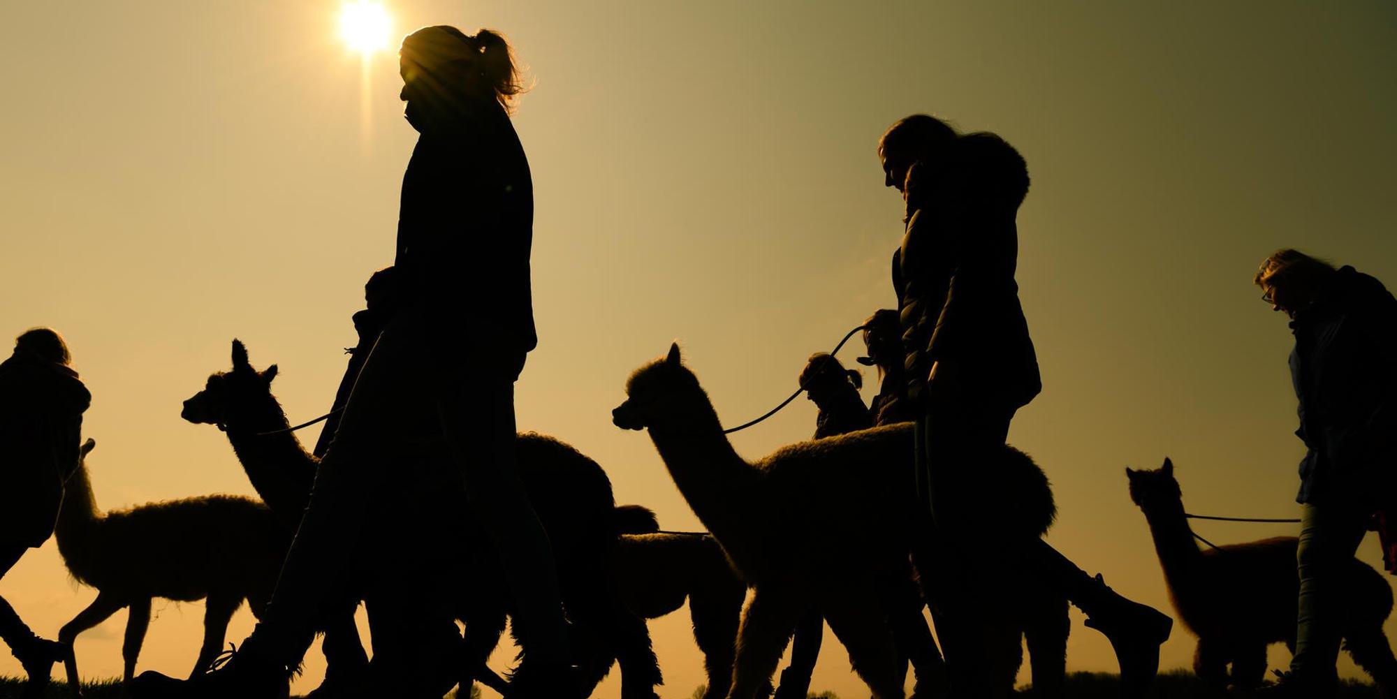 wanderung mit lamas und alpakas