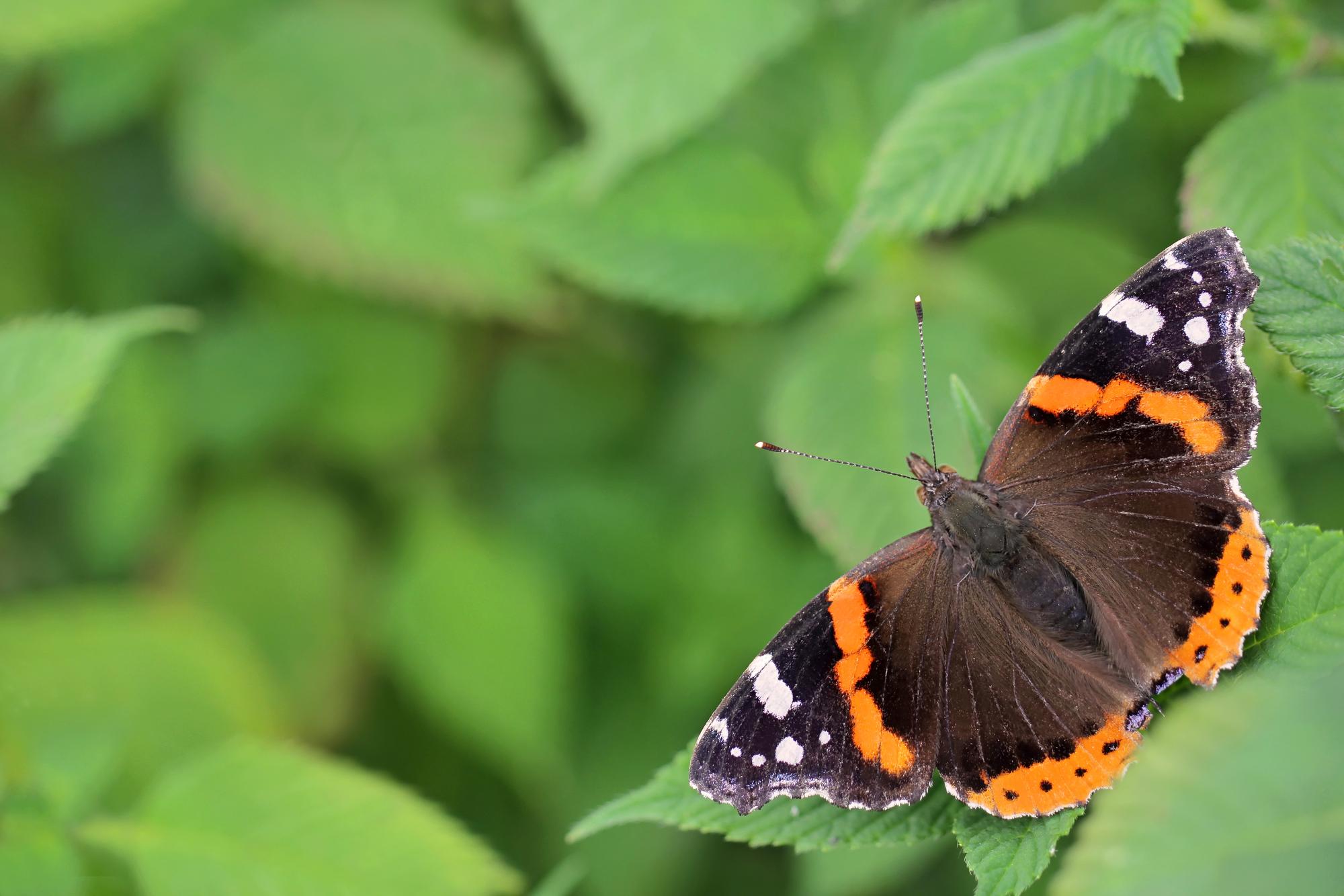 Schmetterling Admiral Thinkstock Mark Mirror
