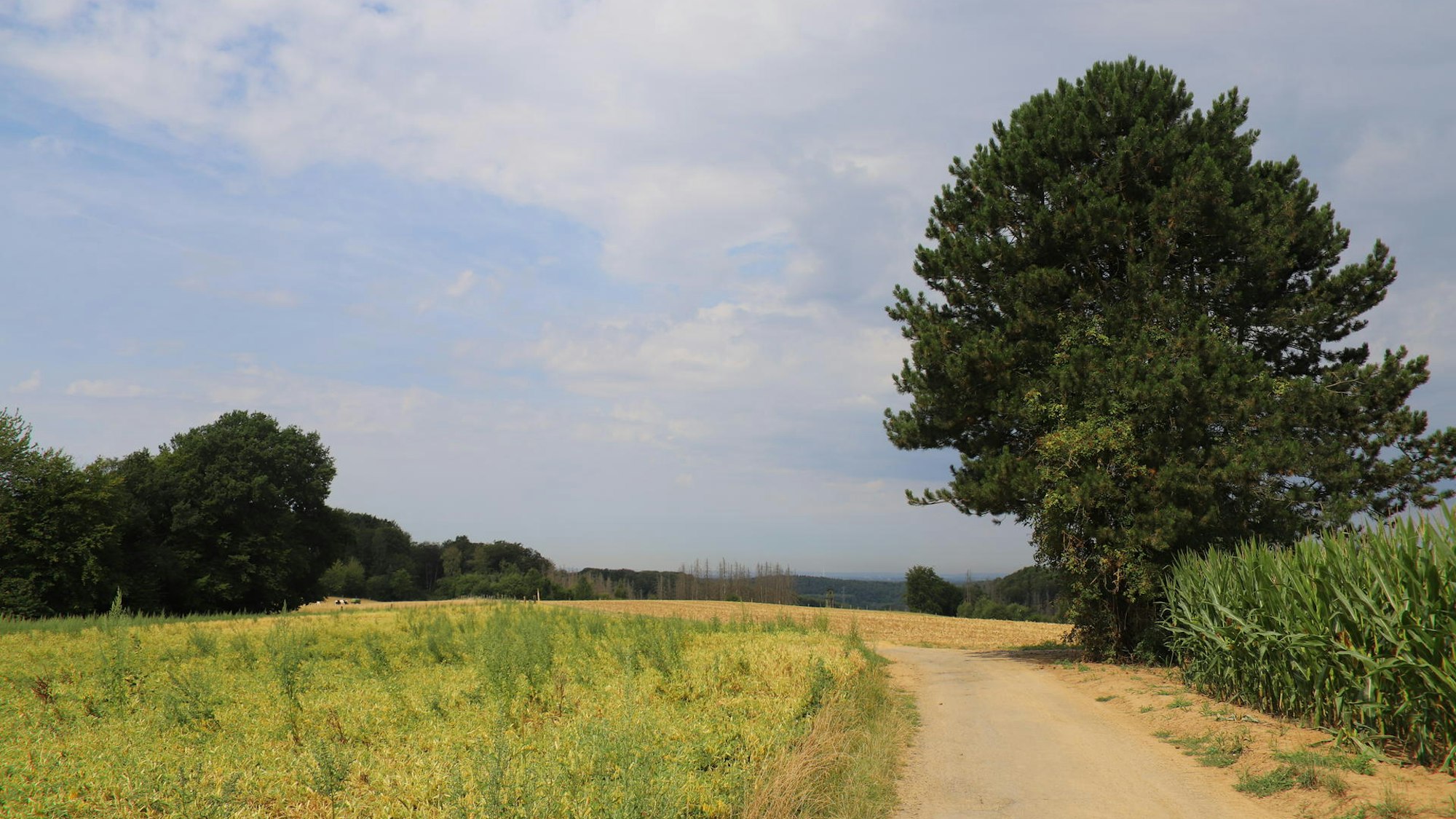 Ein Wanderweg führt zwischen Wiesen entlang.