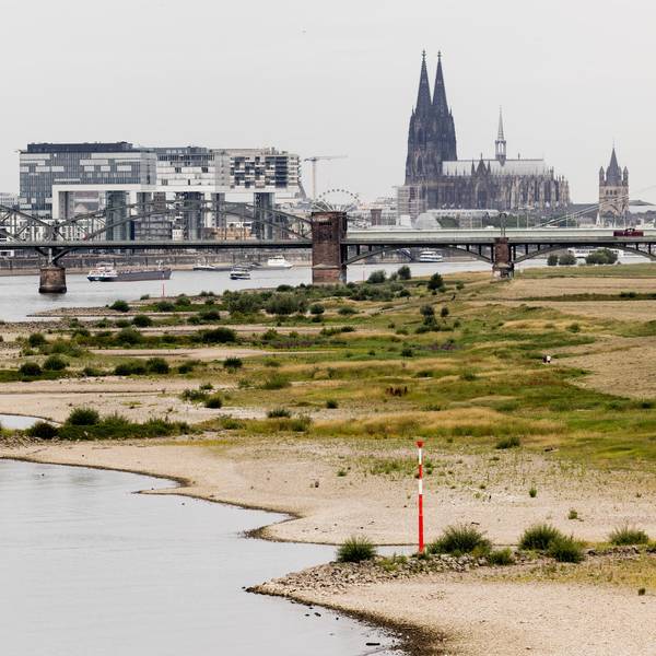 Rhein Pegel verbrannte Wiesen