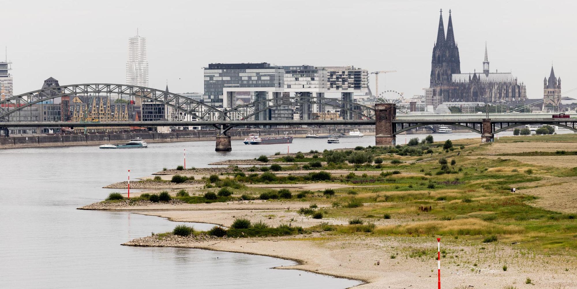 Rhein Pegel verbrannte Wiesen