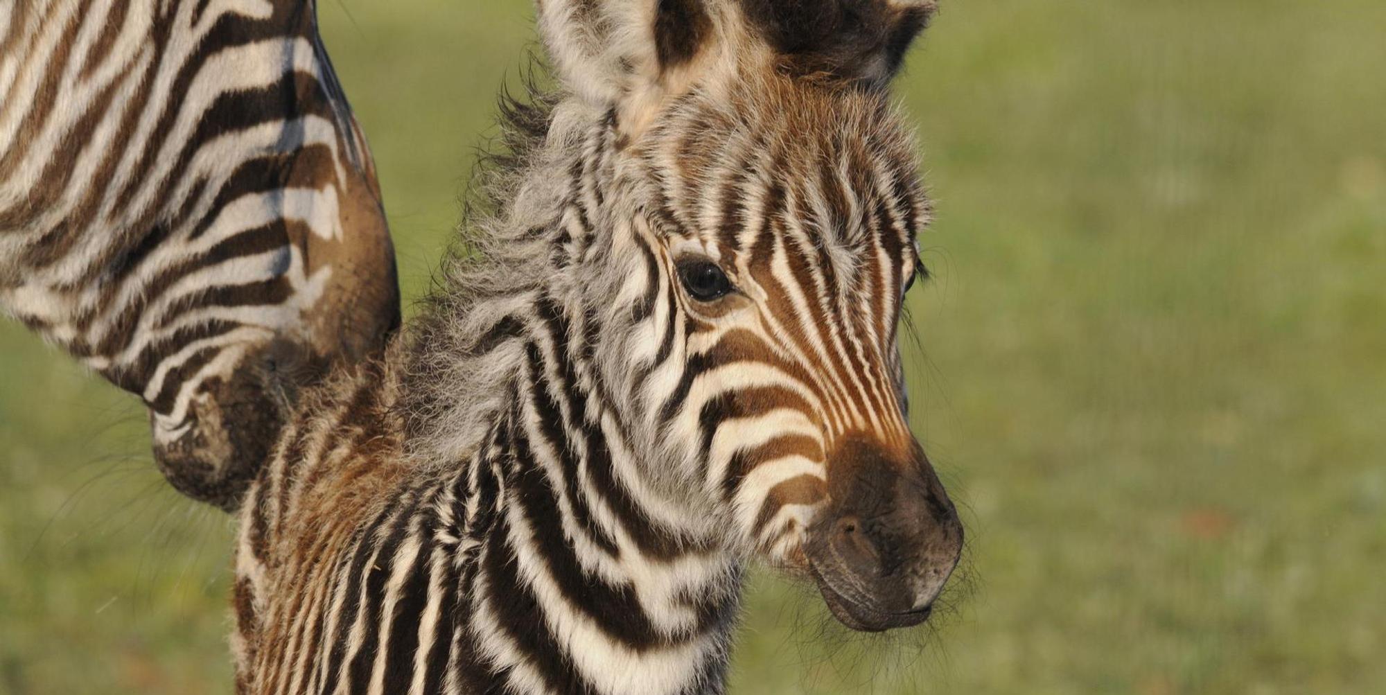 Zebra-Fohlen Symbolbild dpa 190919