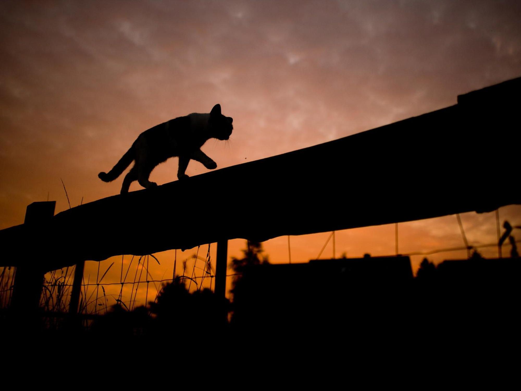 SIlhouetteKatze
