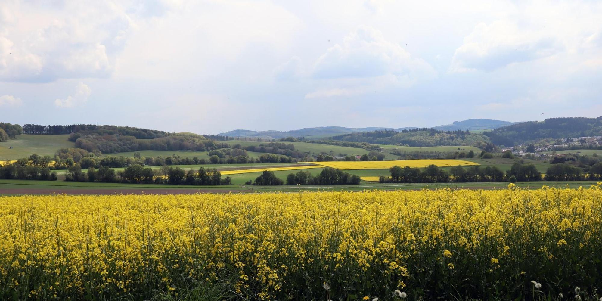 Wanderung Vier-Dörfer-Weg Blick auf Hocheifel