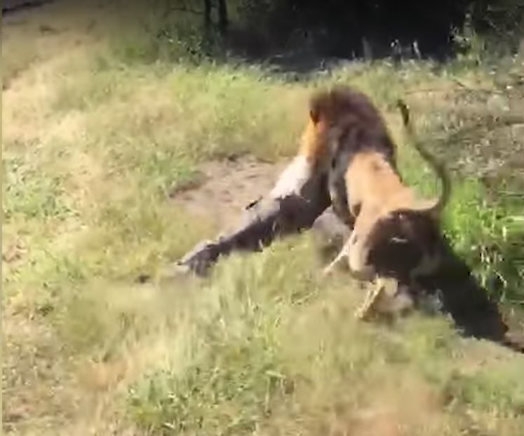 Löwe greift Mann in Südafrika an