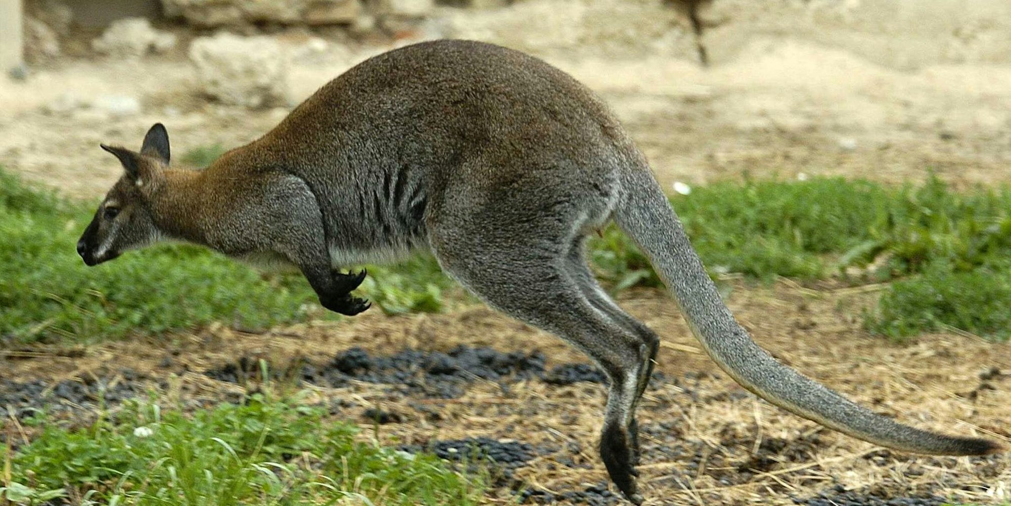 Känguru 081019