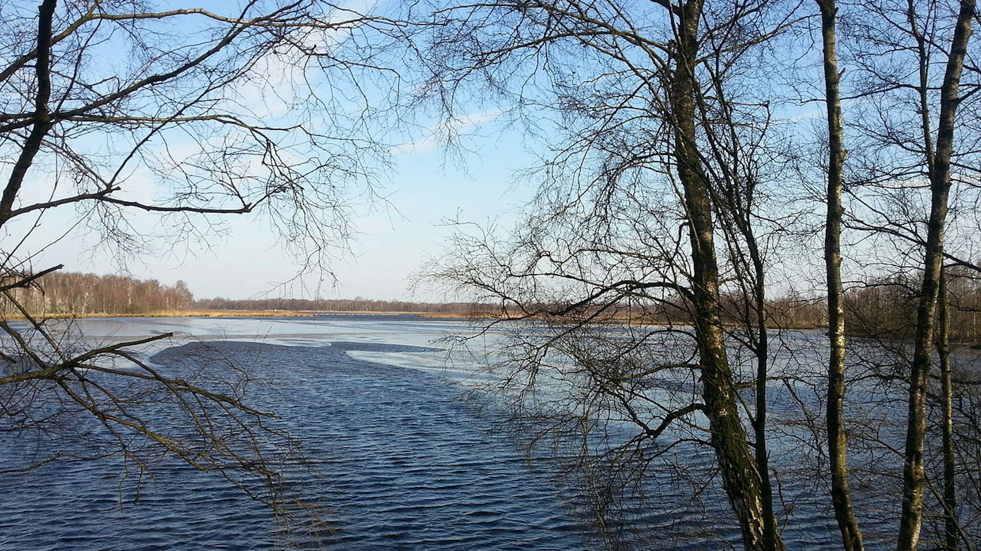 Blick zwischen kahlen Birken hindurch auf einen See