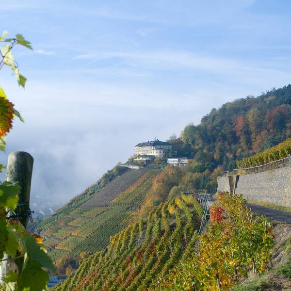 Weinberge in Walporzheim © Dominik Ketz_Ahrtal-Tourismus