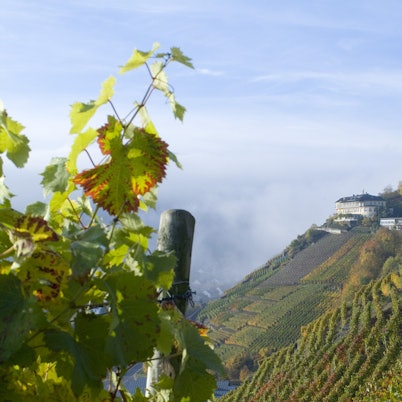 Weinberge in Walporzheim © Dominik Ketz_Ahrtal-Tourismus