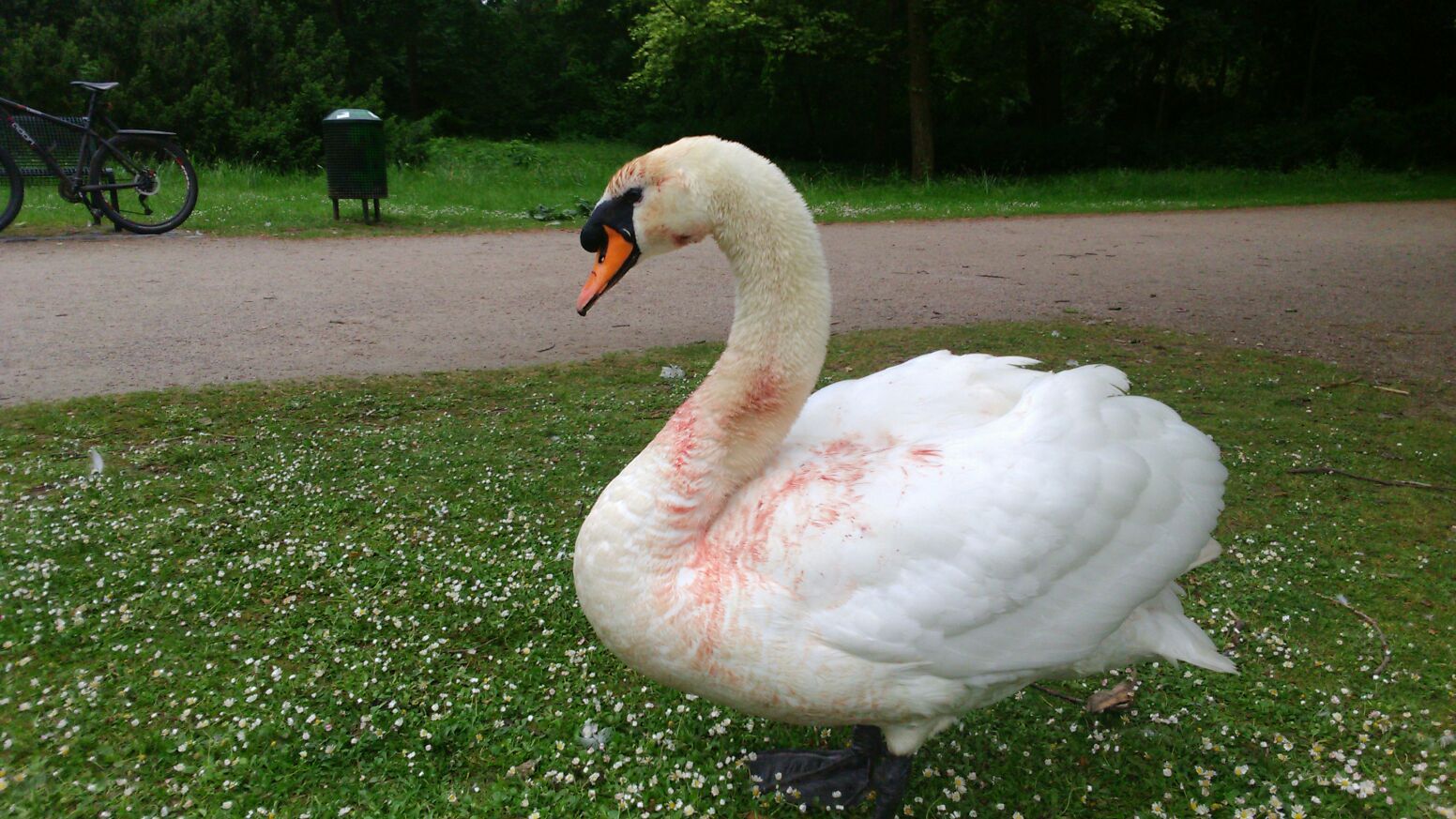 Schwan_Stadtwaldweiher