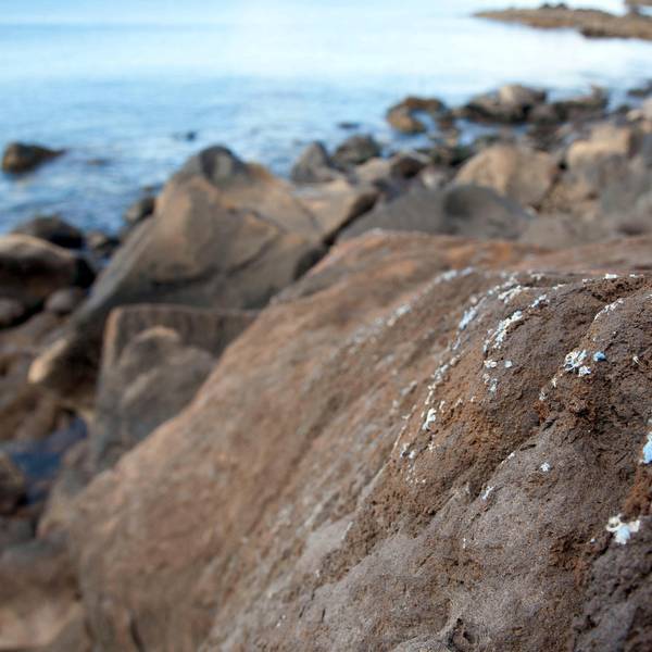 Plastikruste_Gestein_Madeira_1