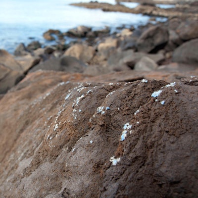 Plastikruste_Gestein_Madeira_1