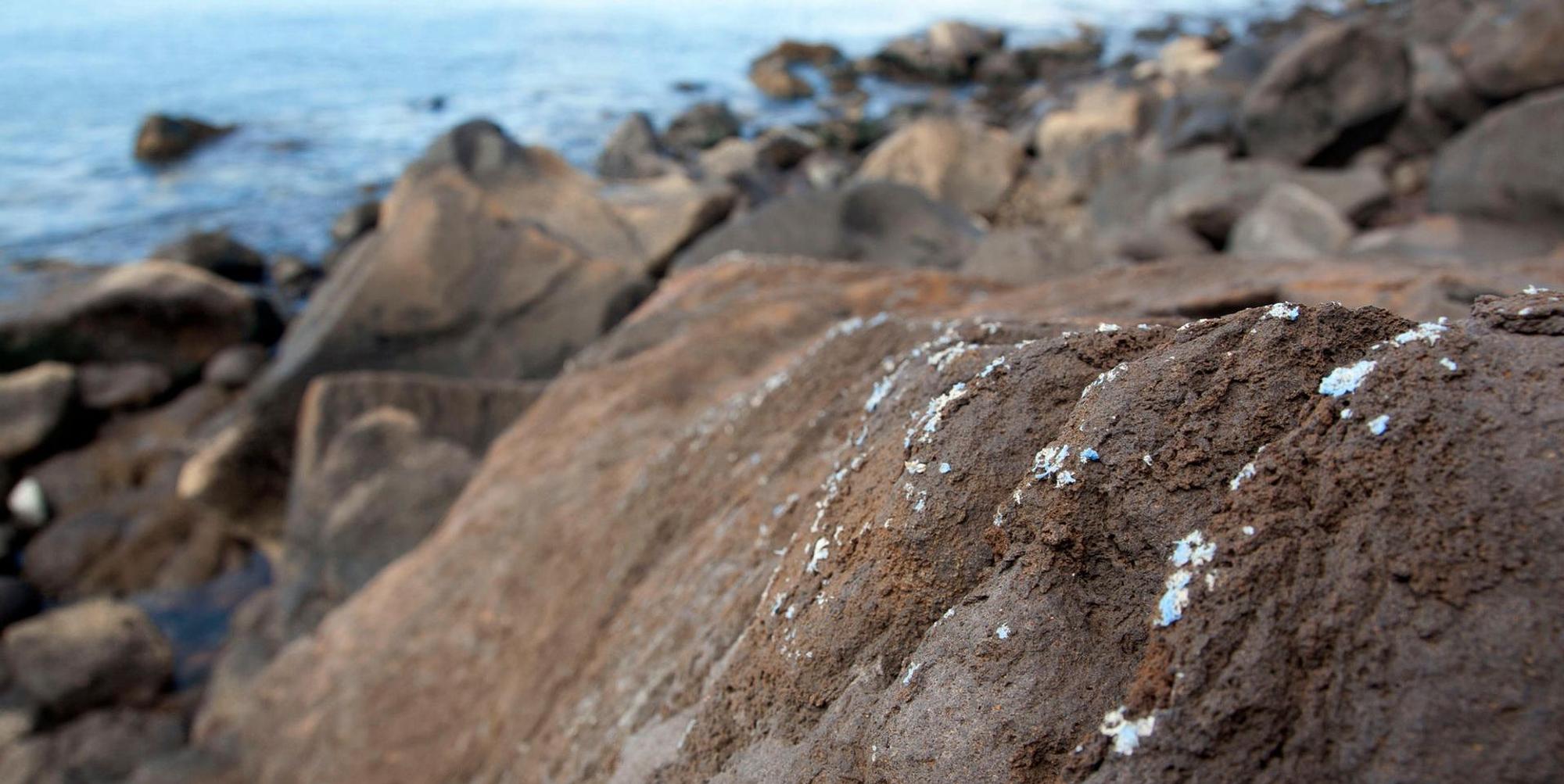 Plastikruste_Gestein_Madeira_1