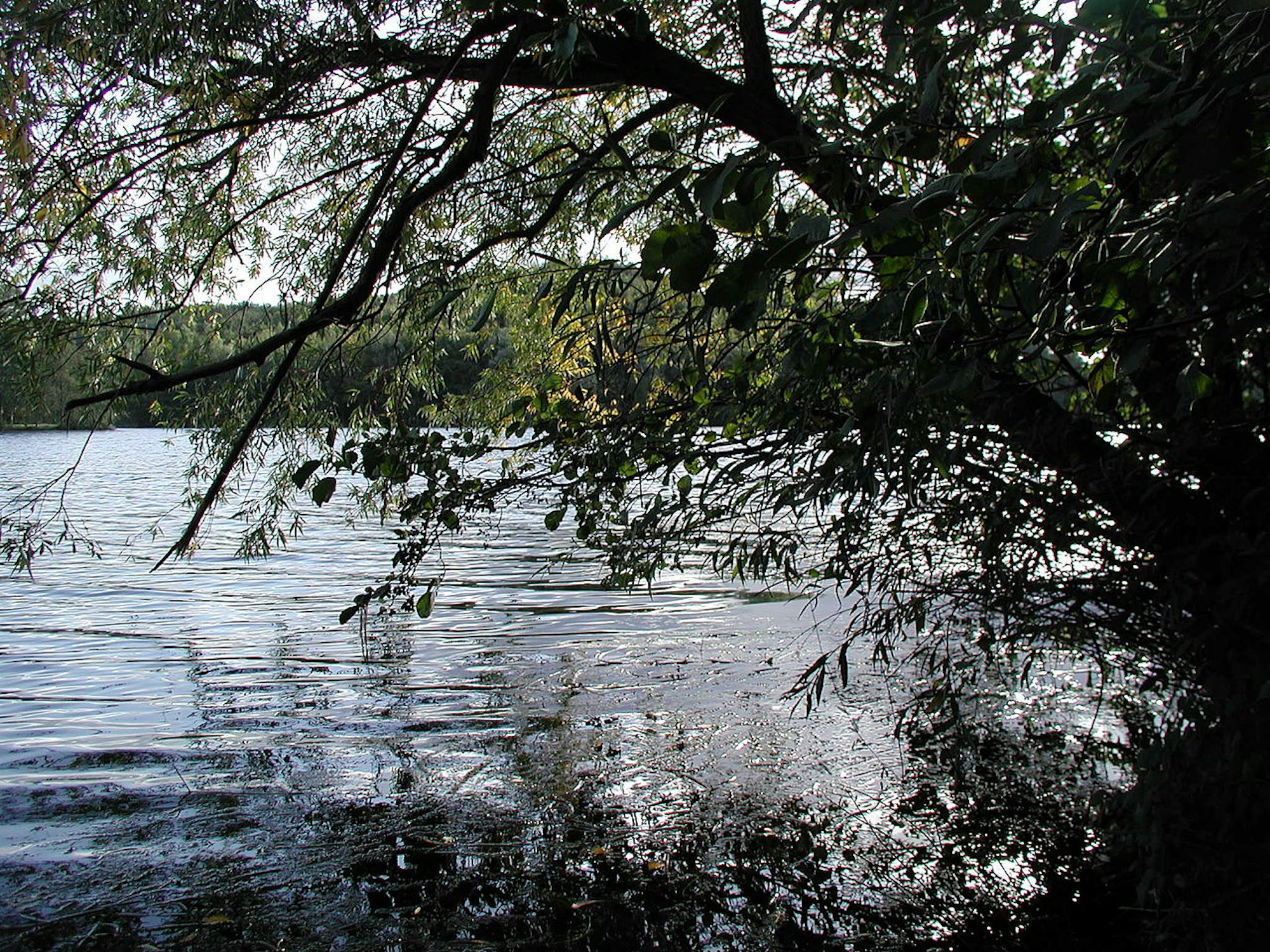 1280px-Heider-BergseeCC 2.5 Willy Horsch-058