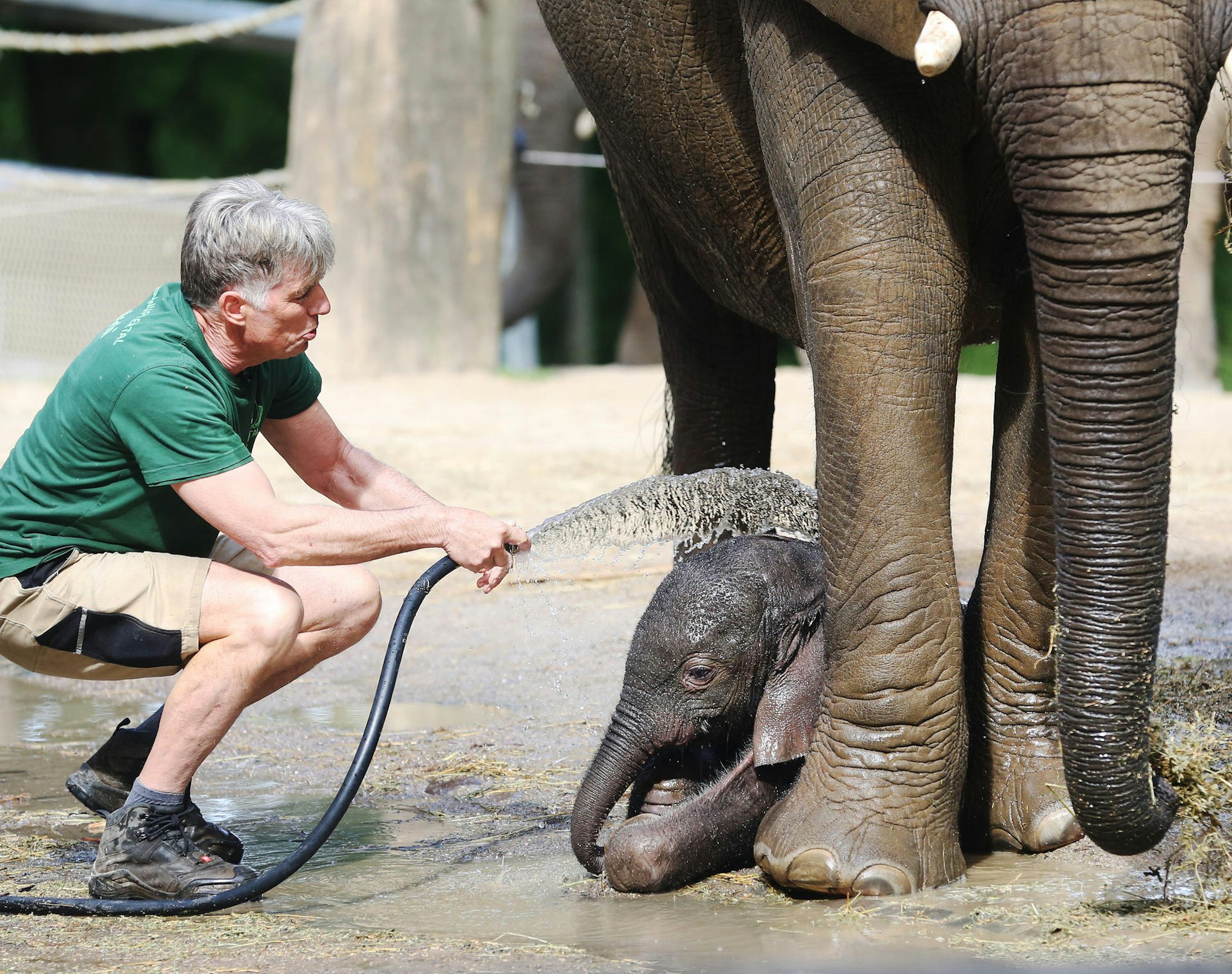 Elefantenbaby Gus II