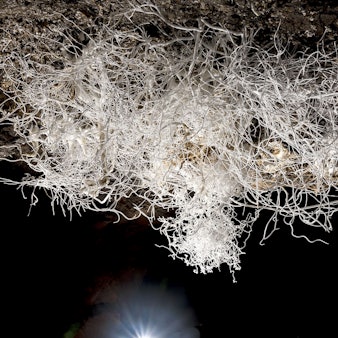 Eisenblüte - Hydra_HD