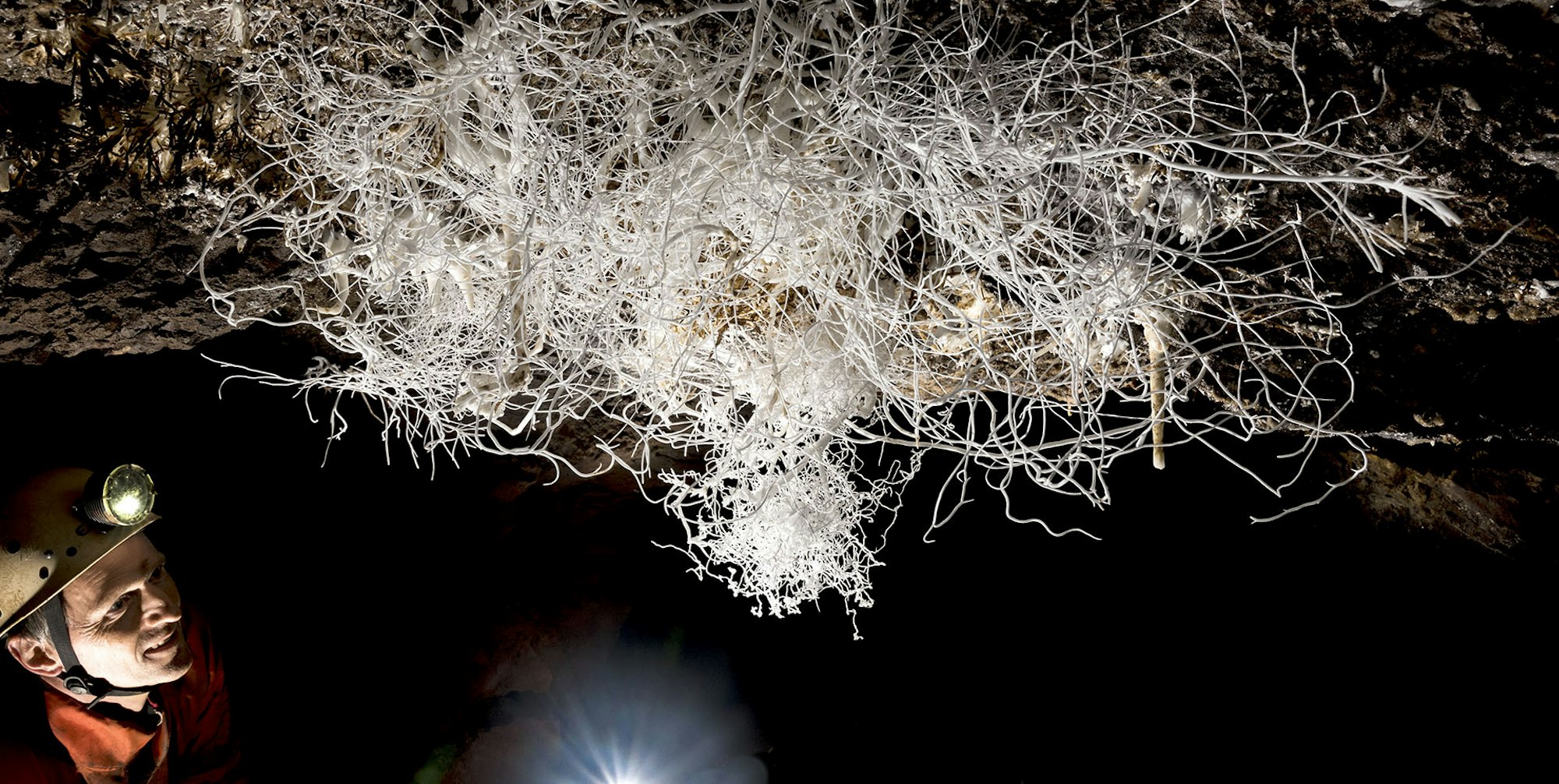 Eisenblüte - Hydra_HD