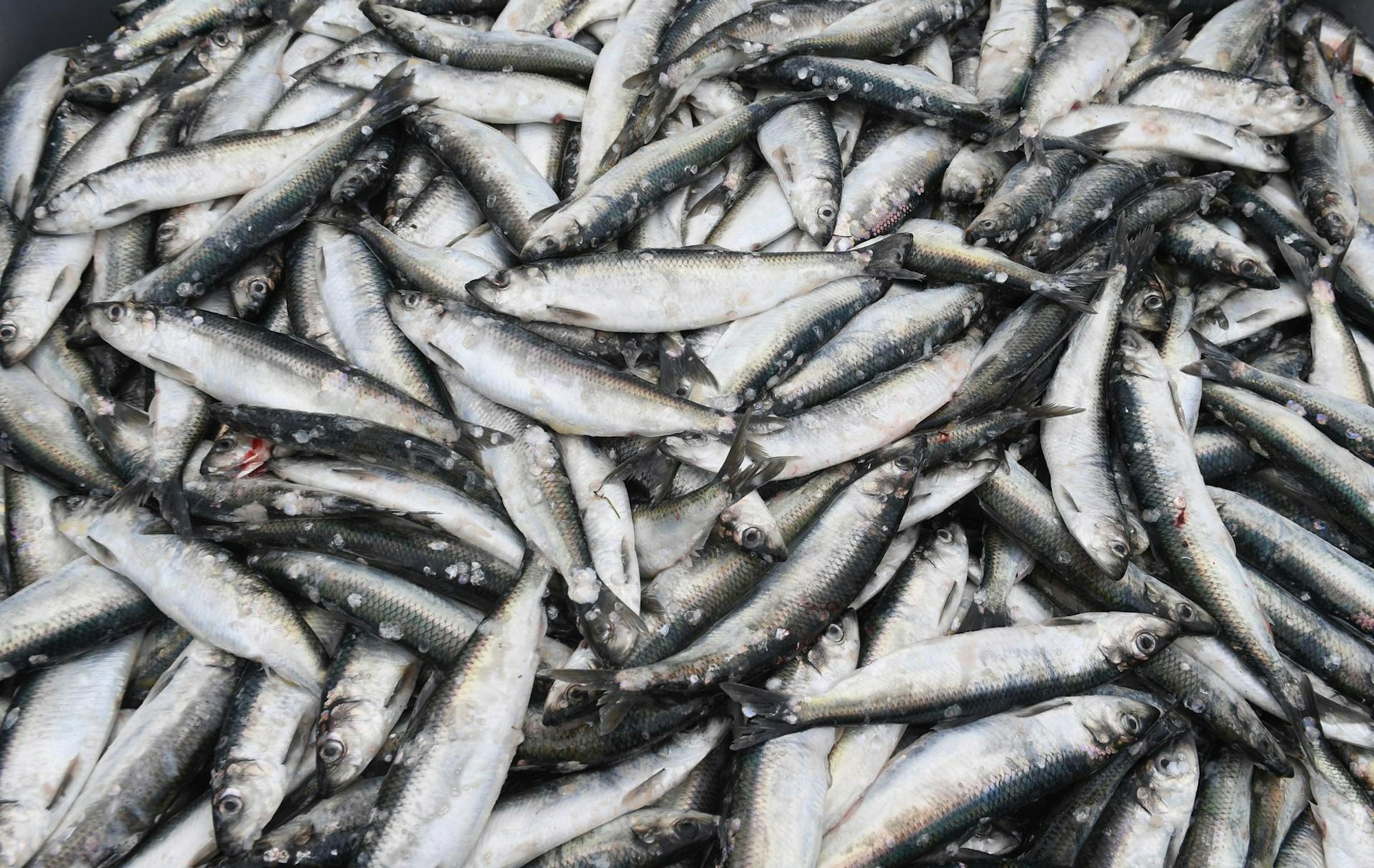 hering auf einem haufen