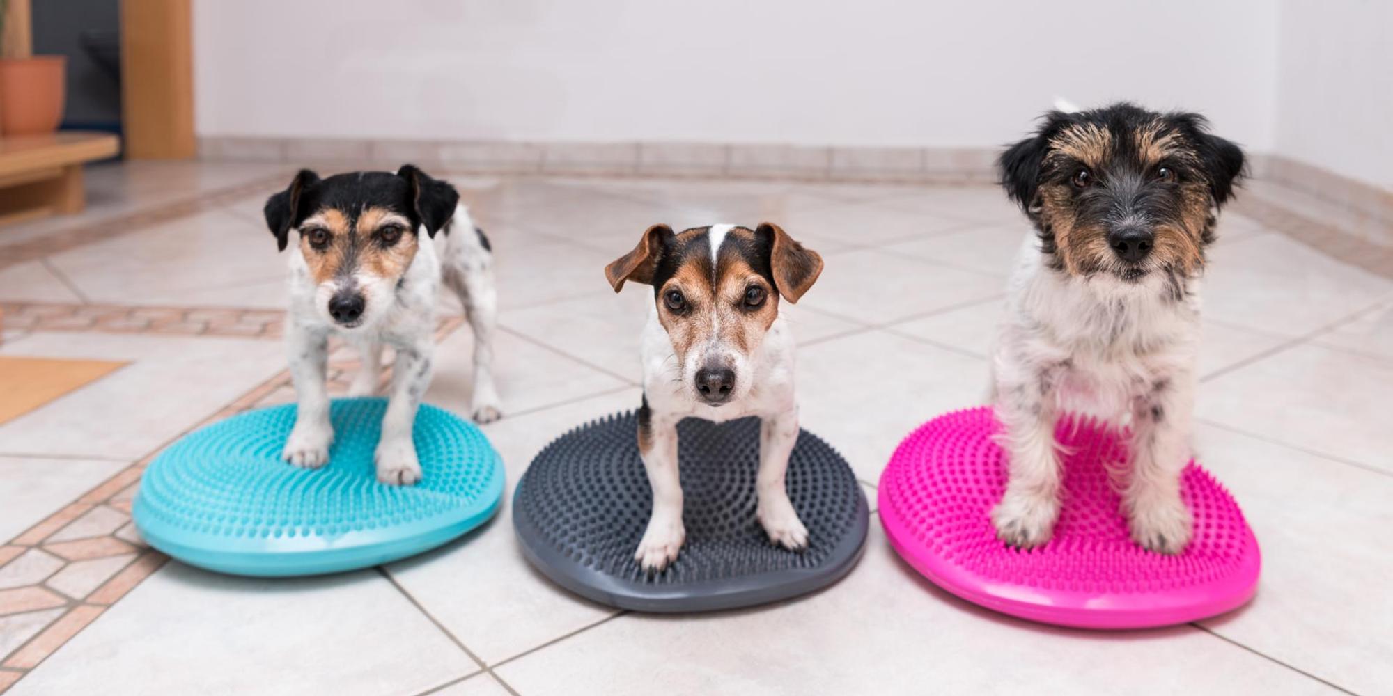 HundeJAckRusselGettyImages_K_Thalhofer-902080958