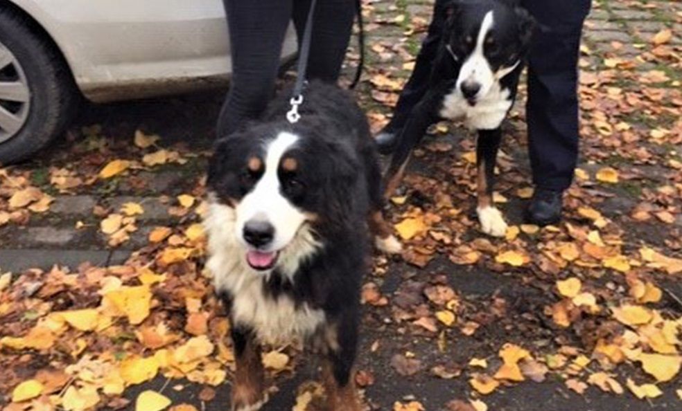 OTS_Hunde1