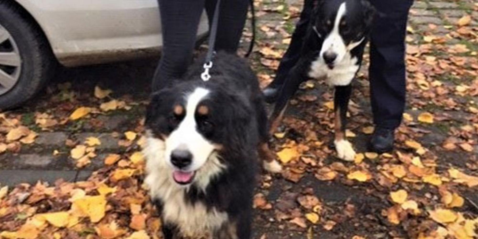 OTS_Hunde1