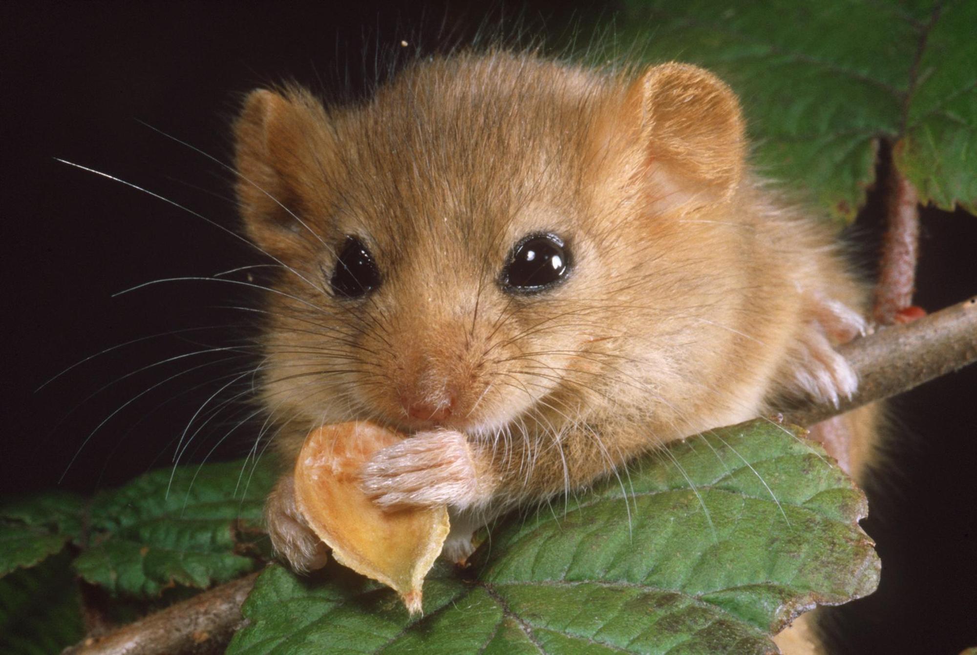 Haselmaus