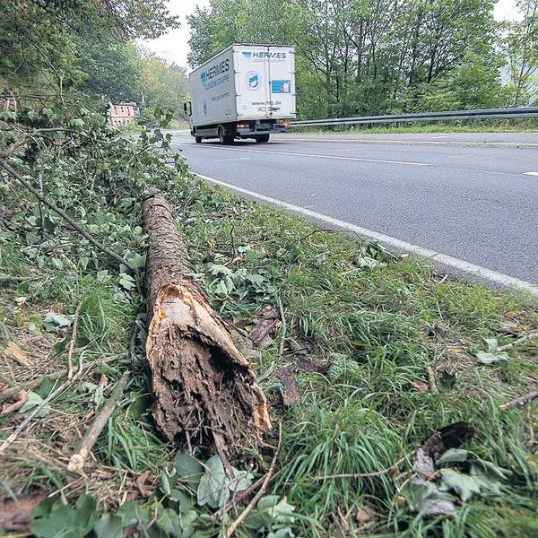 Morscher Unfallbaum