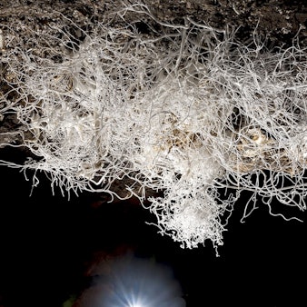 Eisenbluete_-_Hydra_HD